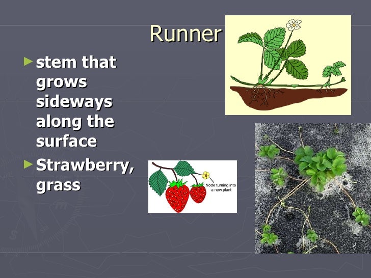 Asexual plant reproduction slide show Asexual plant reproduction slide show
